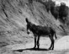 Onorato-Krebs_One-Ear-Donkey_2013.jpg
